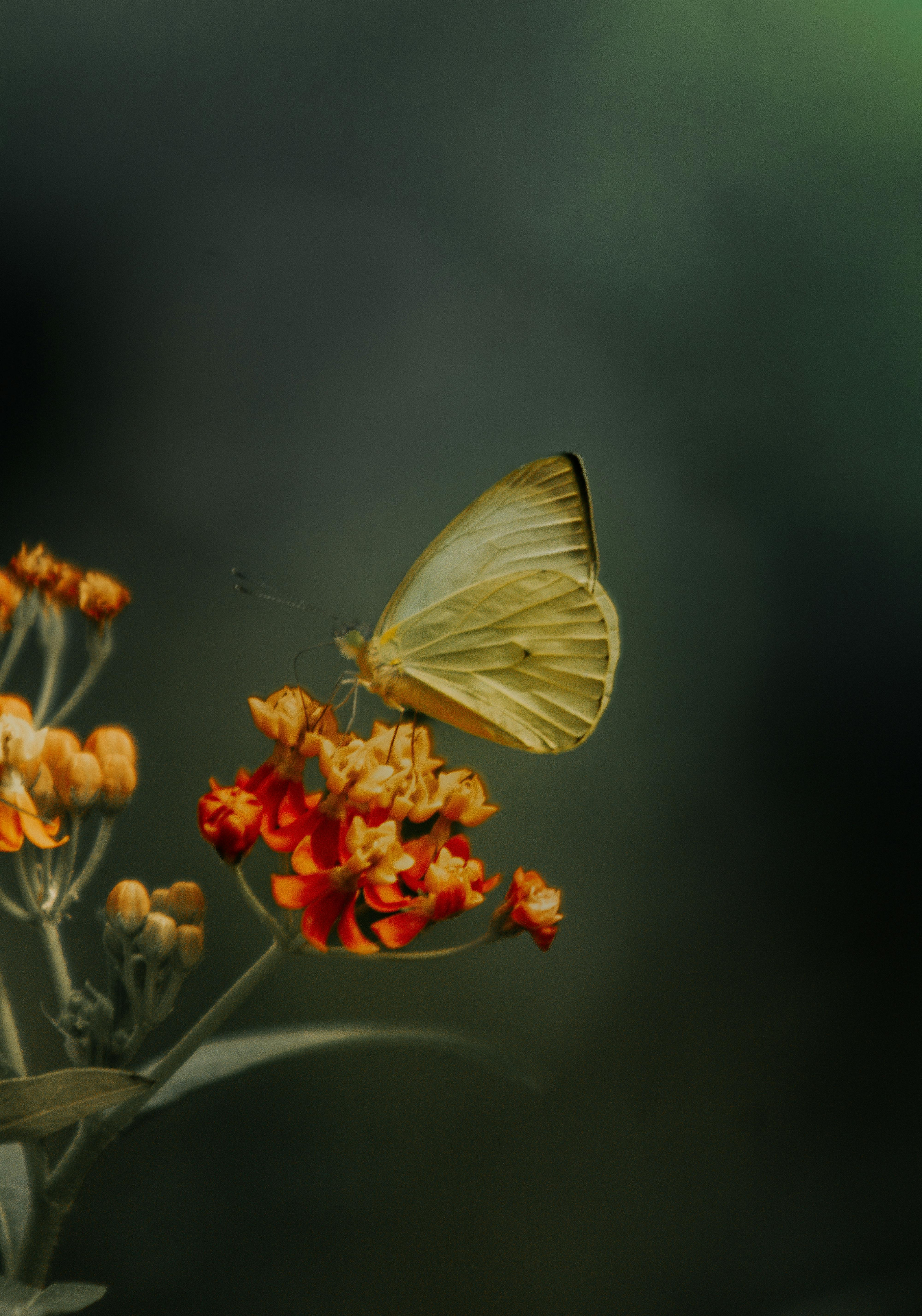 Butterfly — The Innocent