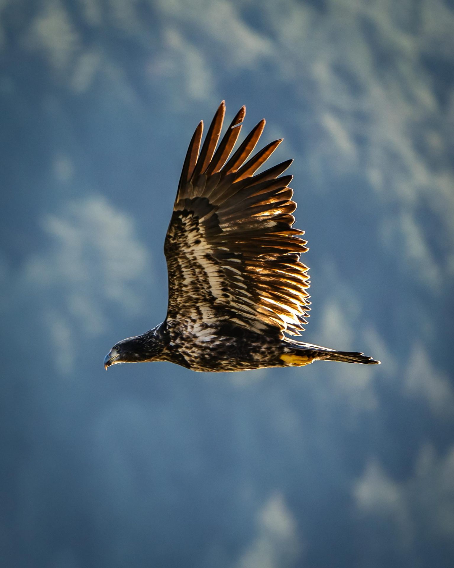 Eagle — The Explorer