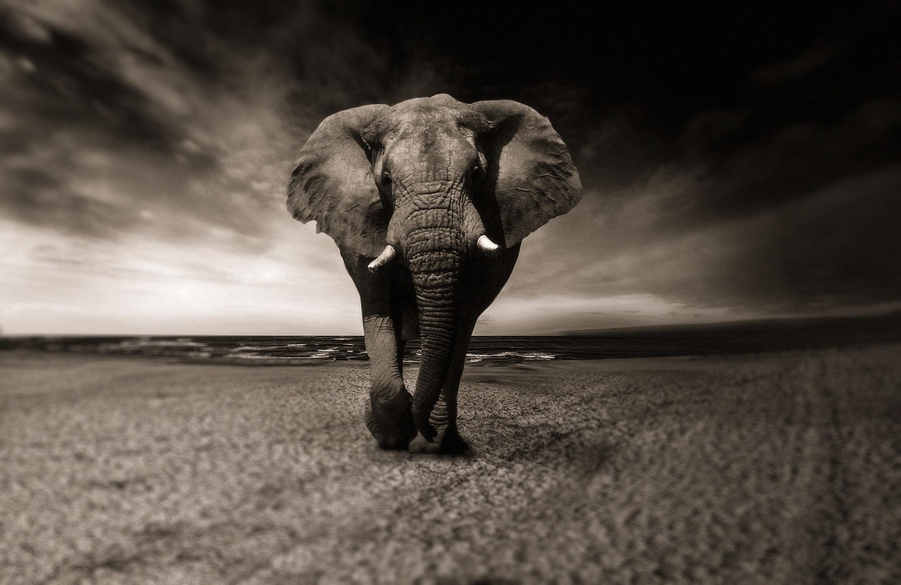 Elephant — The Caregiver