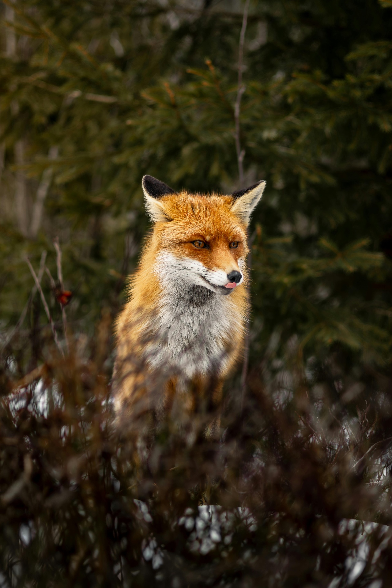 Fox — The Magician