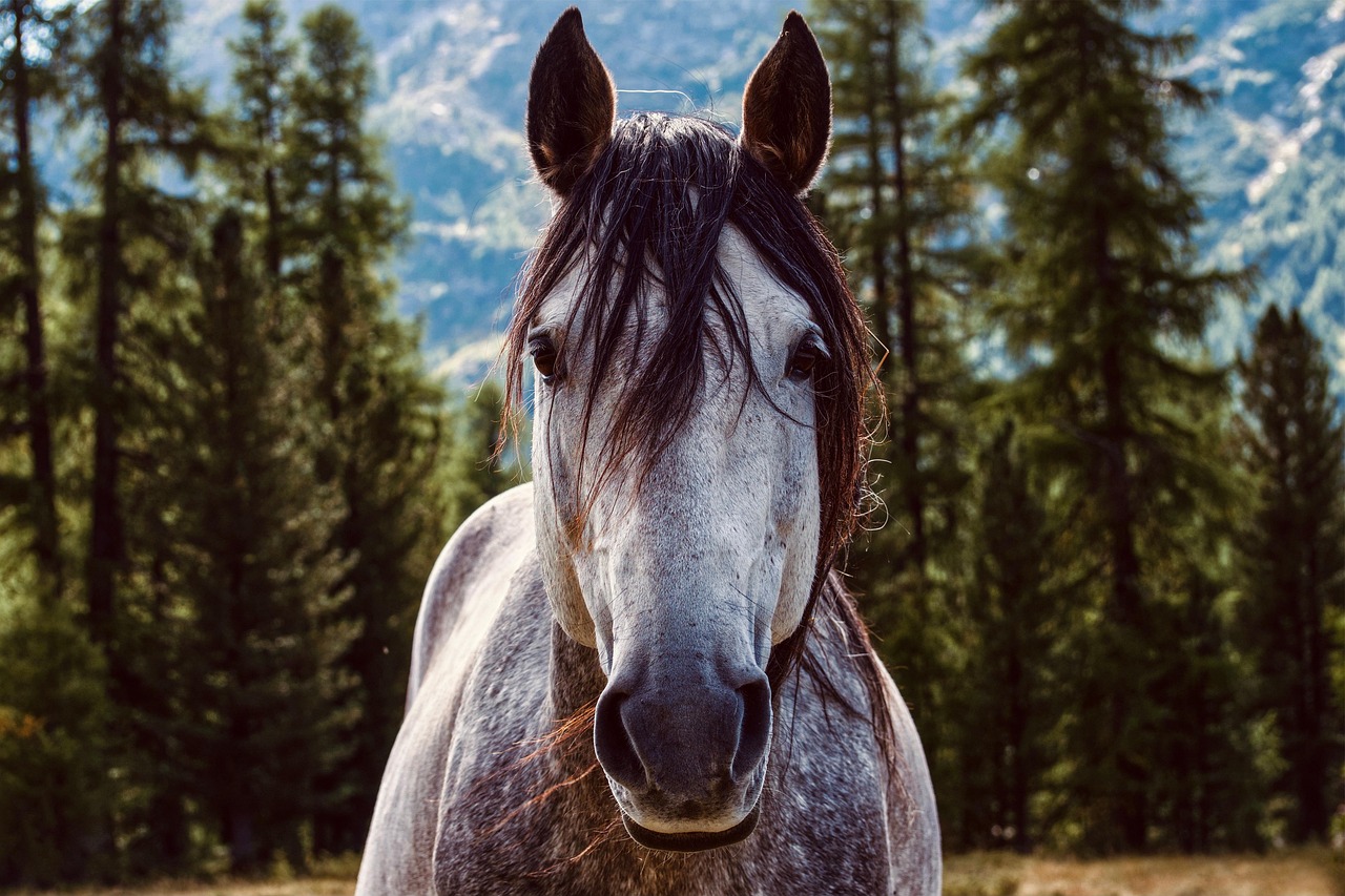 Horse — The Everyman