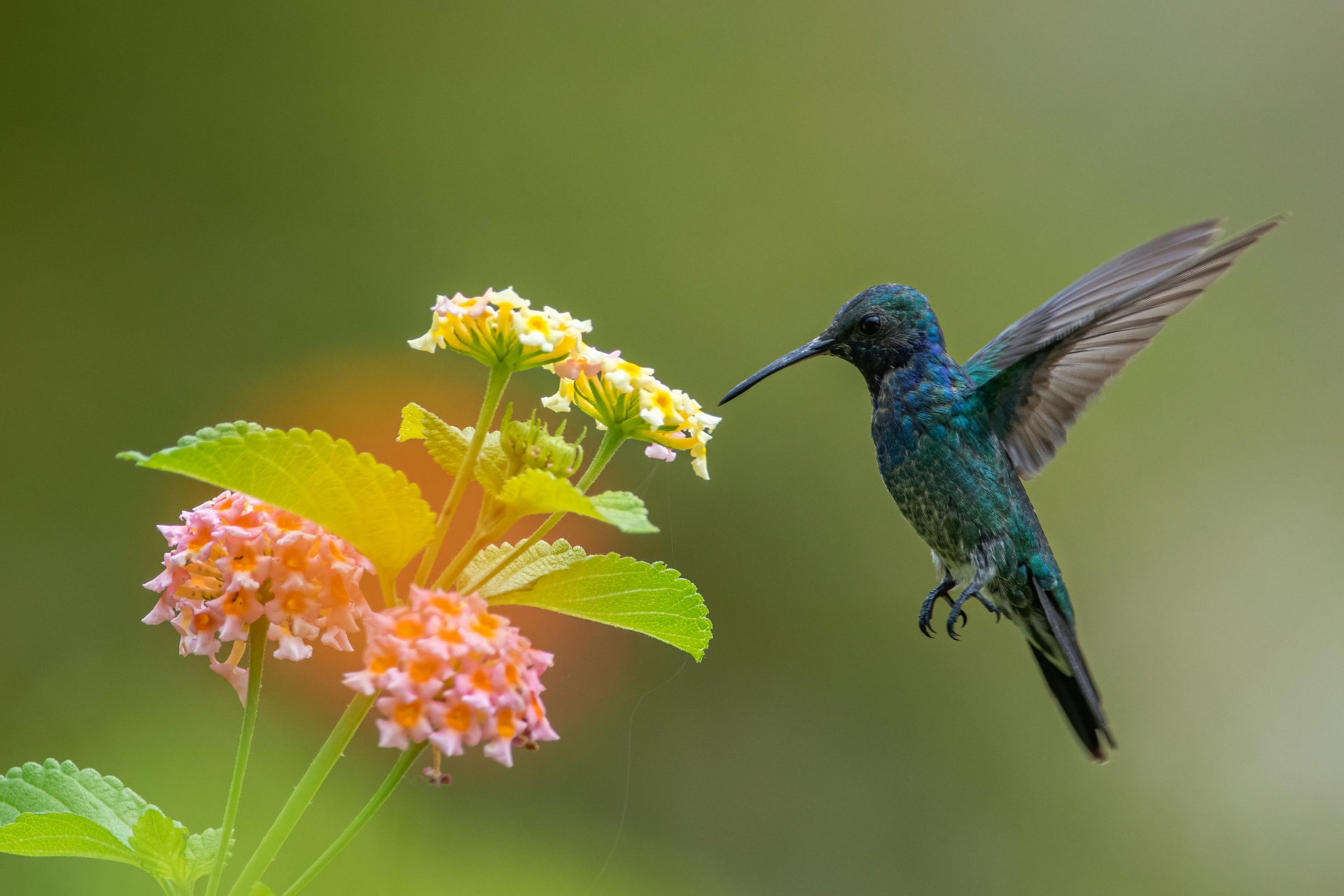 Hummingbird — The Creator