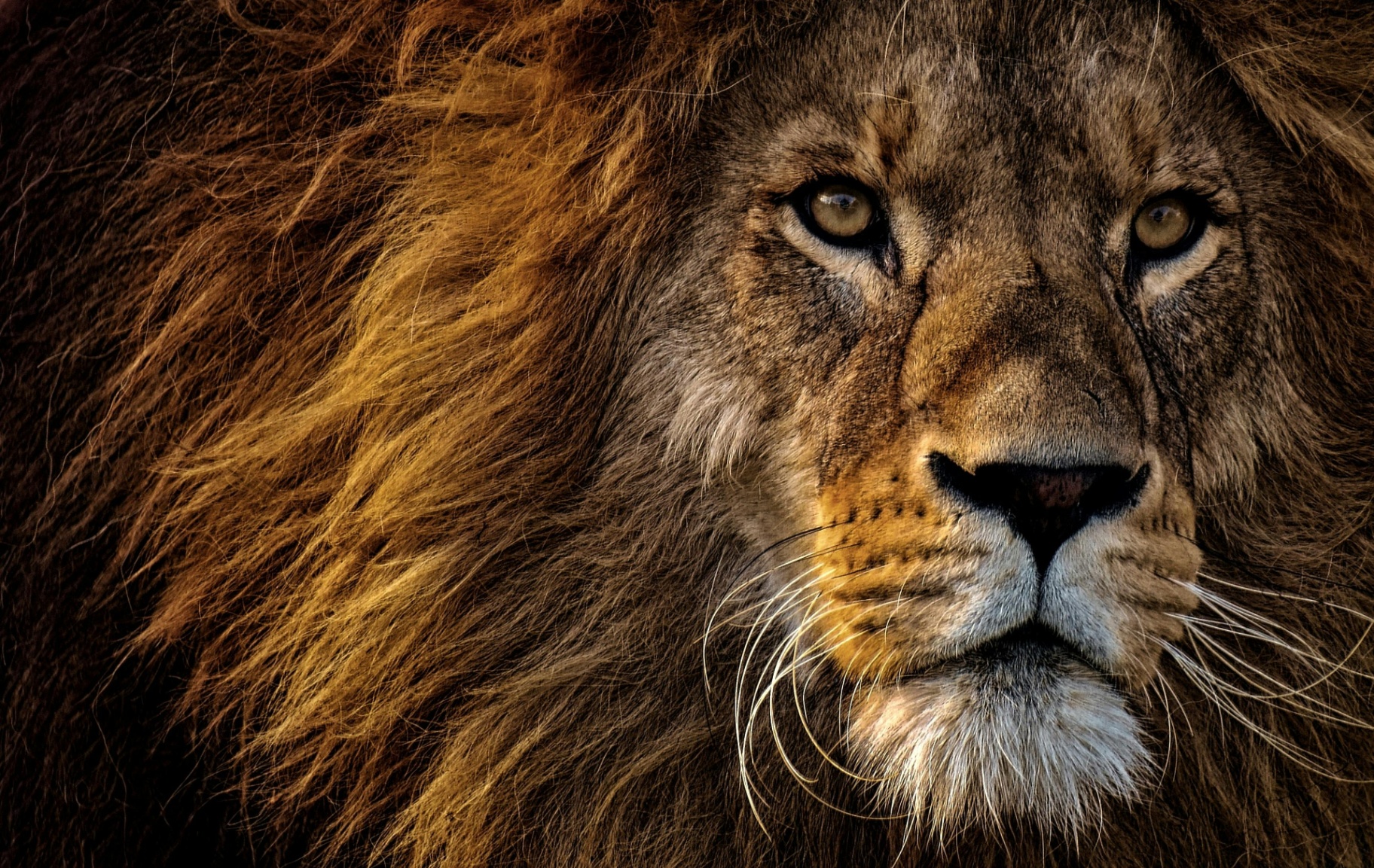 Lion — The Hero