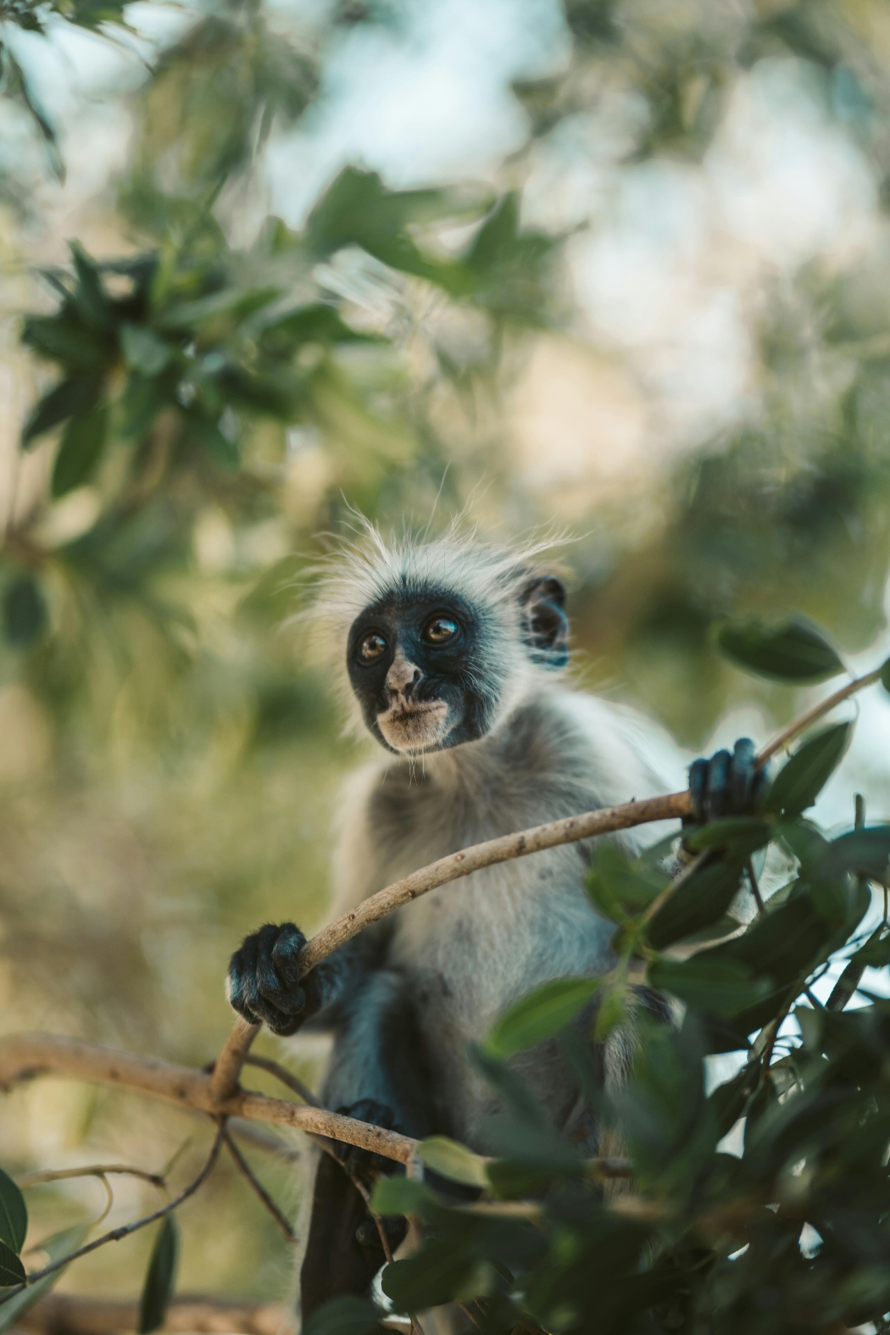 Monkey — The Jester
