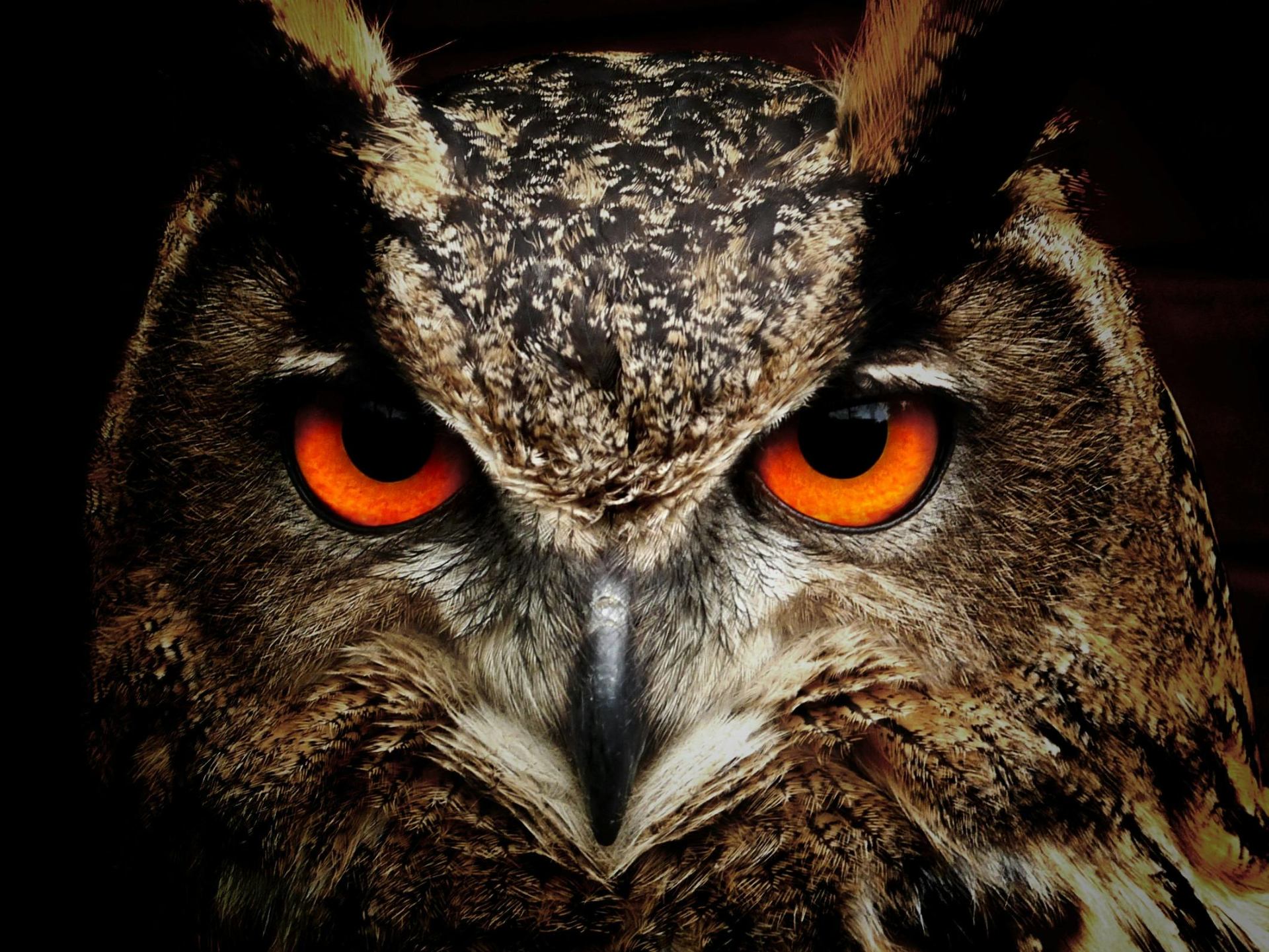 Owl — The Sage