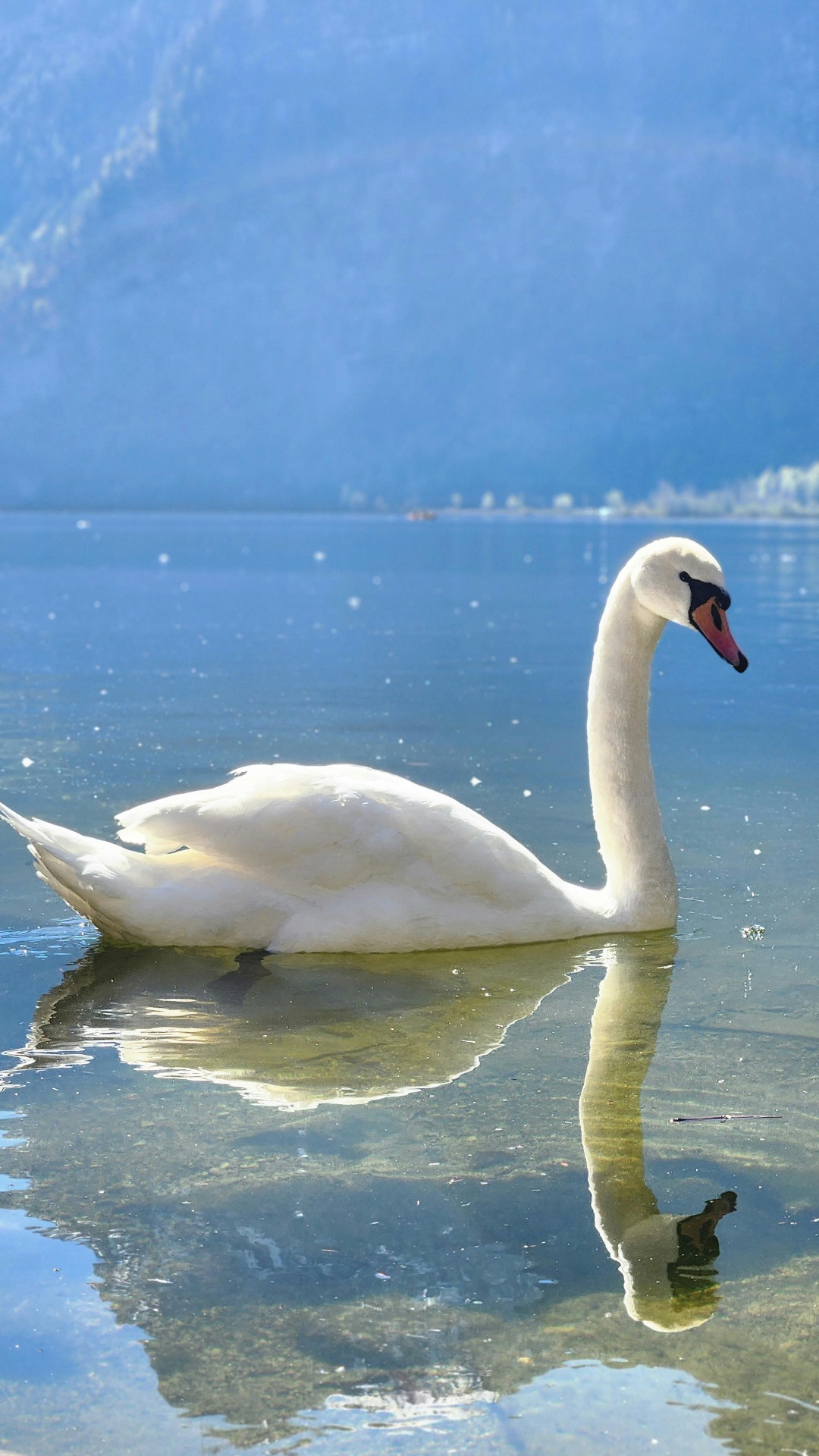 Swan — The Lover