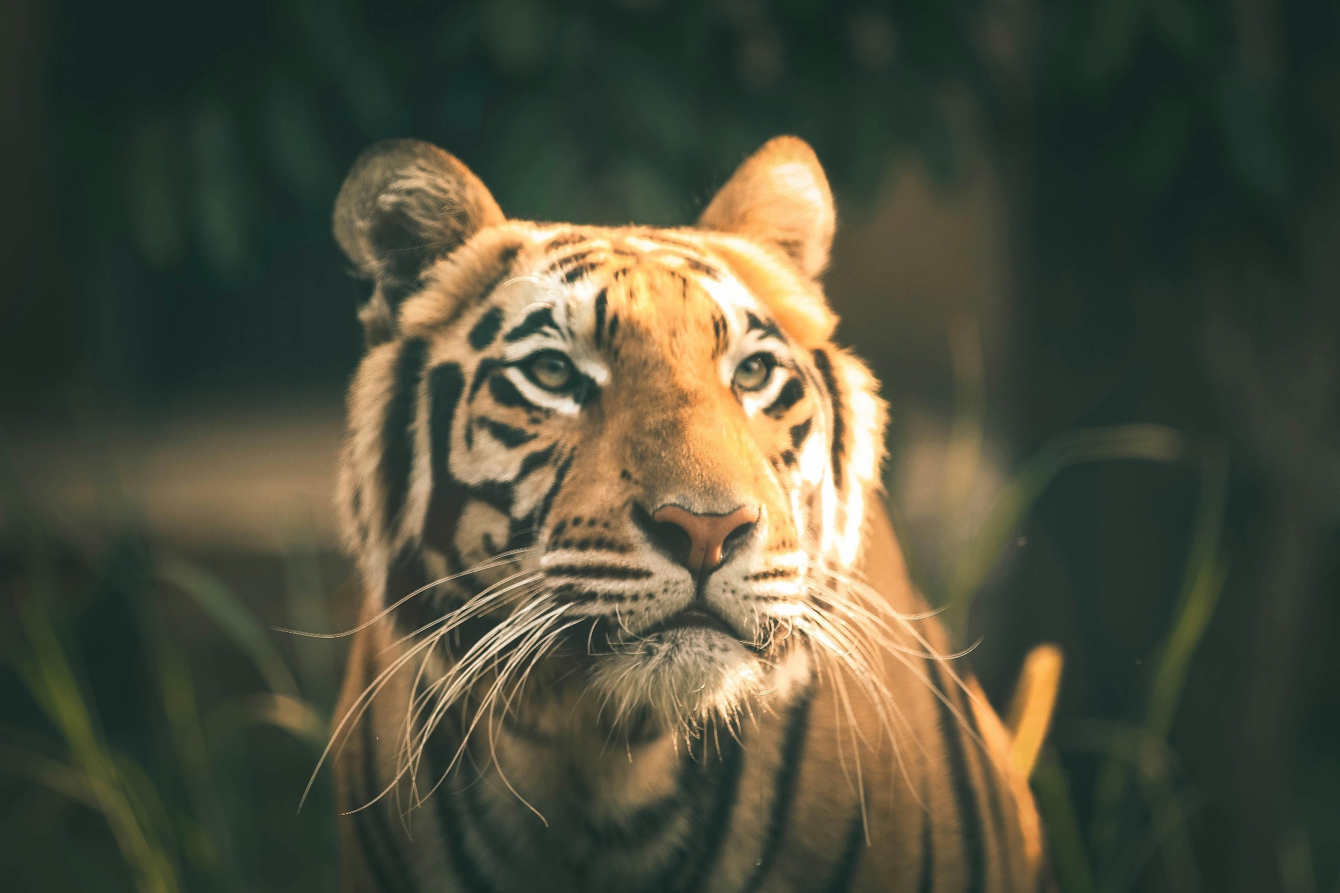 Tiger — The Ruler