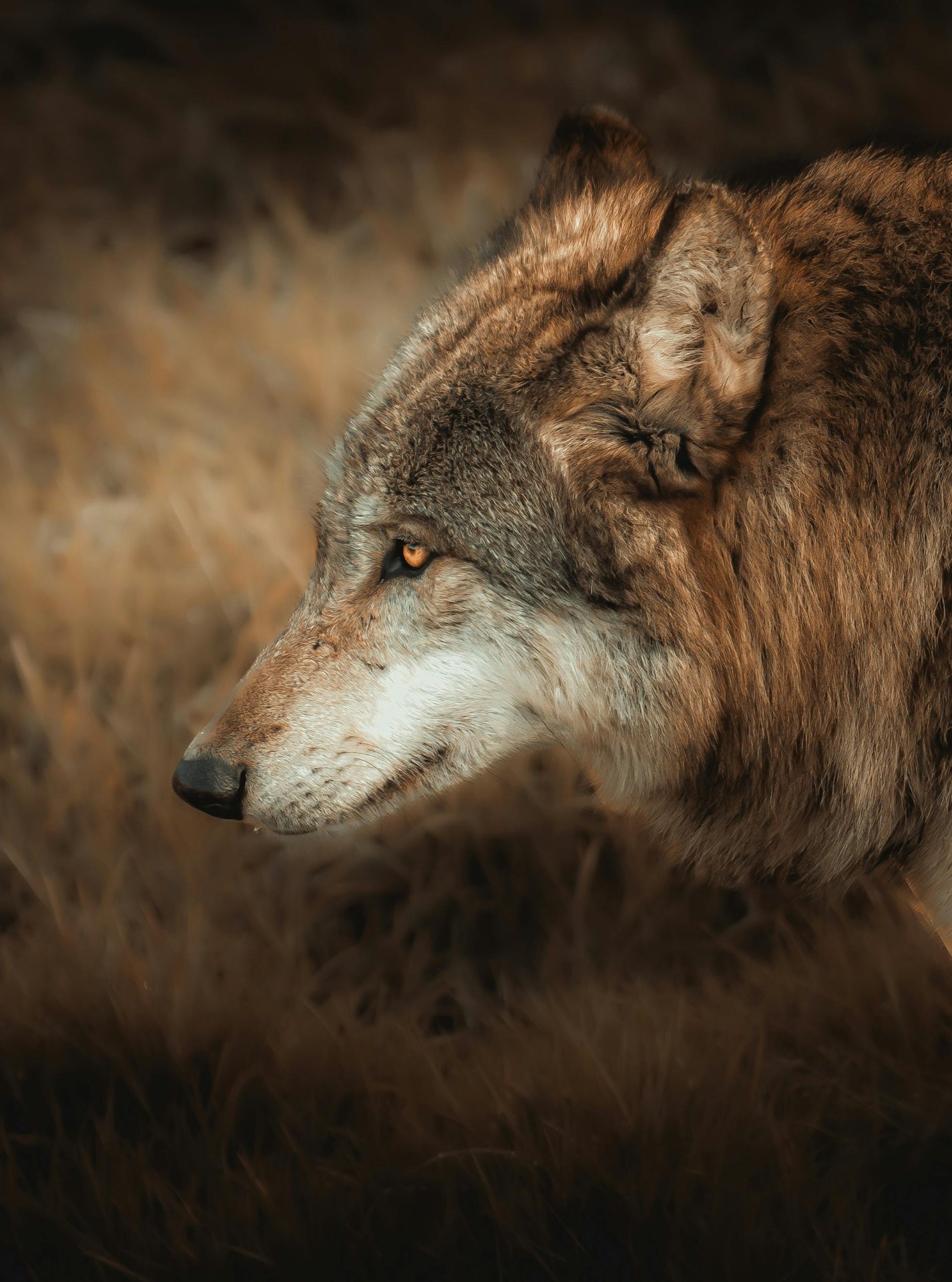 Wolf in tall grass at dusk